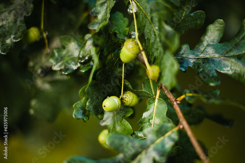 The closeup picture of oak tree photo