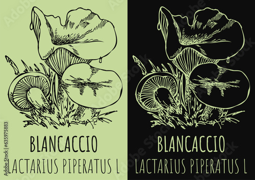 Vector drawing BLANCACCIO. Hand drawn illustration. The Latin name is LACTARIUS PIPERATUS L.