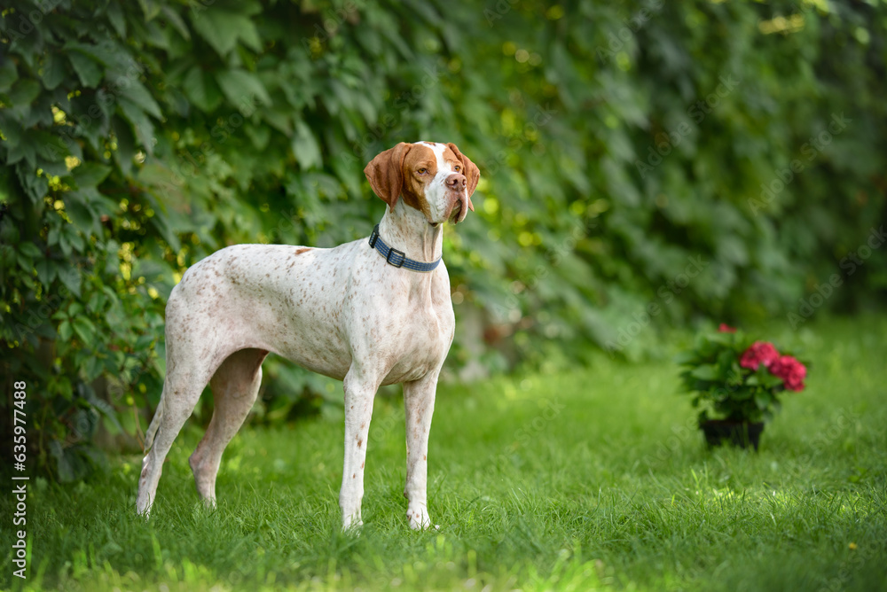 english pointer dog standing outdoors in summer english pointer dog standing outdoors in summer