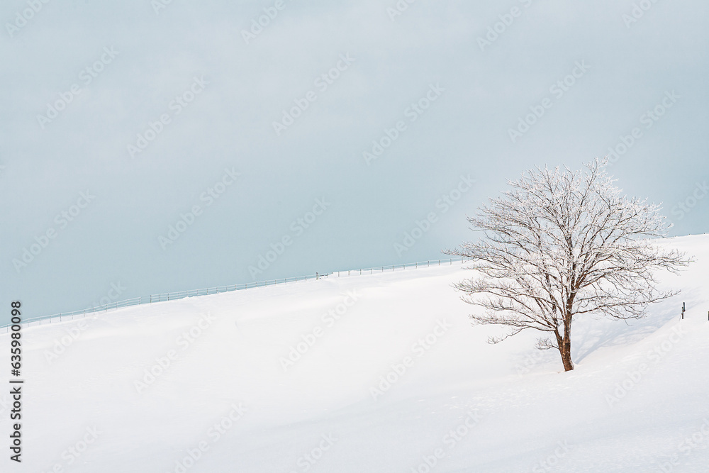 tree in snow tree in snow