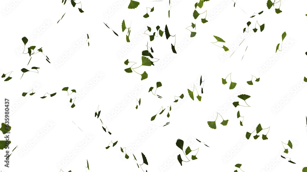 Isolated falling ginkgo or gingo green tree leaves falling Isolated falling ginkgo or gingo green tree leaves falling