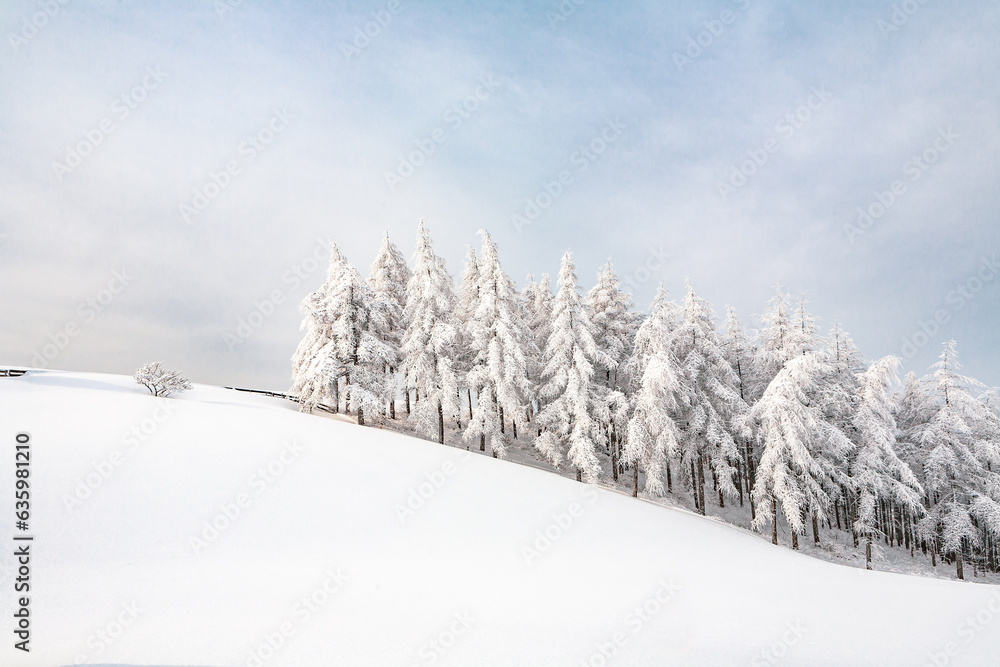 Naklejka premium snow covered trees