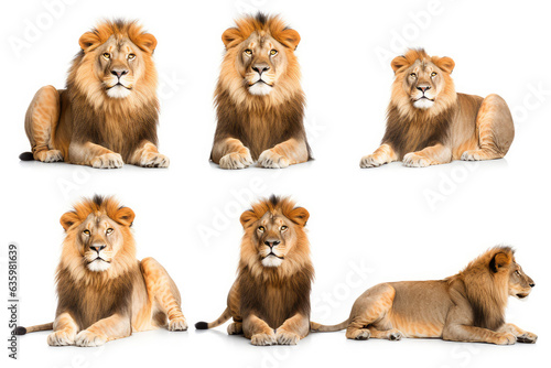 Photography set of lions are shown in a variety of poses - Collection of standing, sitting, lying, isolated on white background