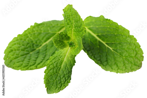 Fresh Mint leaves isolated on white