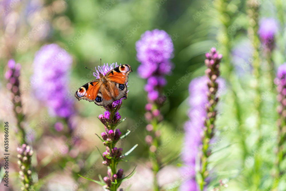 peacock butterfly on a flower beautiful summer insect peacock butterfly on a flower beautiful summer insect