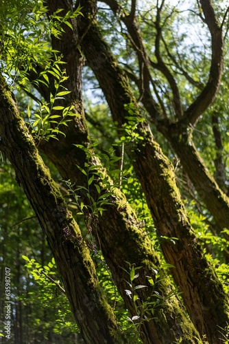 a large tree in the middle of a forest with lots of green leaves