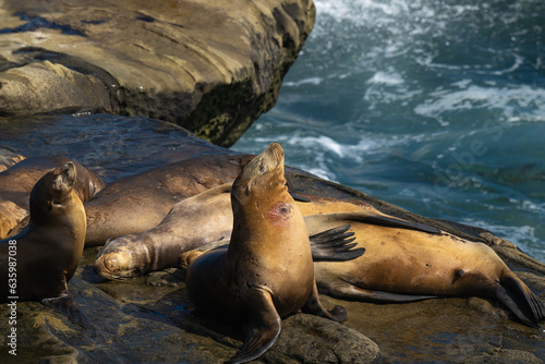 2023-08-16 SEVERAL SEALS SUNBATHING ONE WITH A WOUND IN ITS NECK ON THE ROCKS AT THE LA JOLLA  © Michael J Magee