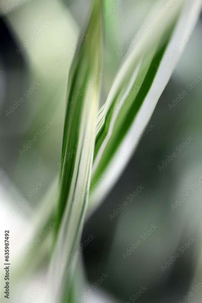 Close-up abstract view of Arundo donax Variegata - Striped Giant Reed Grass - shallow depth of field Close-up abstract view of Arundo donax Variegata - Striped Giant Reed Grass - shallow depth of field
