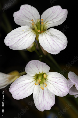 Close-up of two flowers of Brassicacea photo