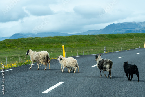 Domestic sheep cross a road in Iceland photo