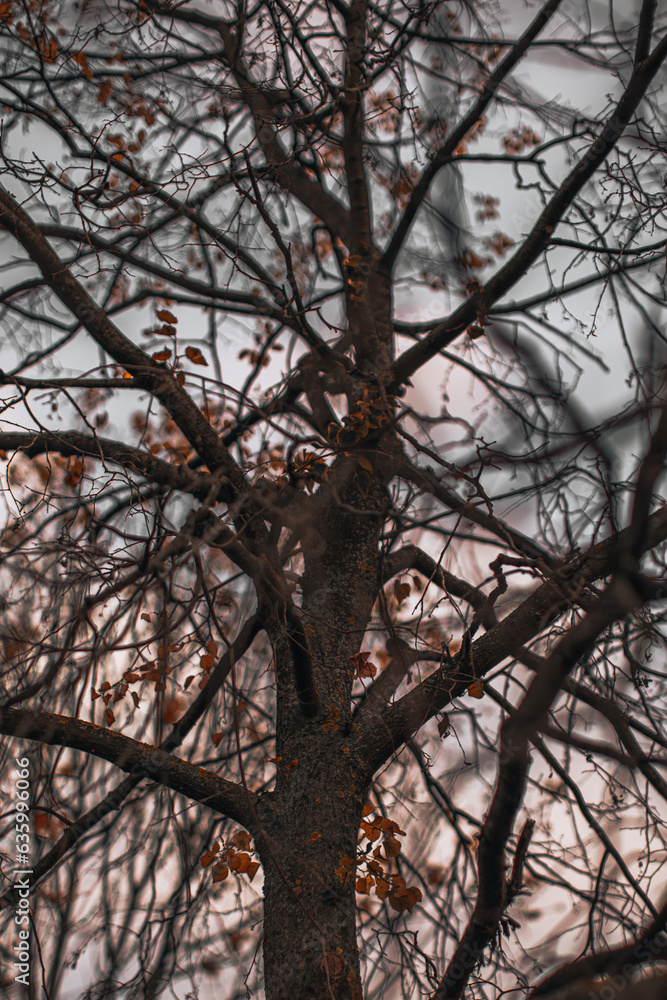 Autumn dry tree branches against the background of the evening s Autumn dry tree branches against the background of the evening s