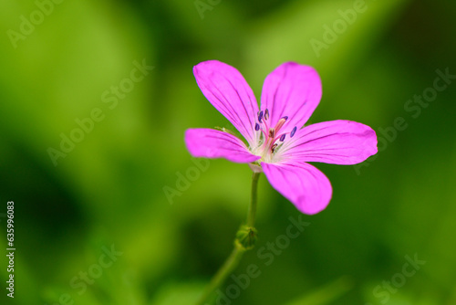 red wild flower on a beautiful green background