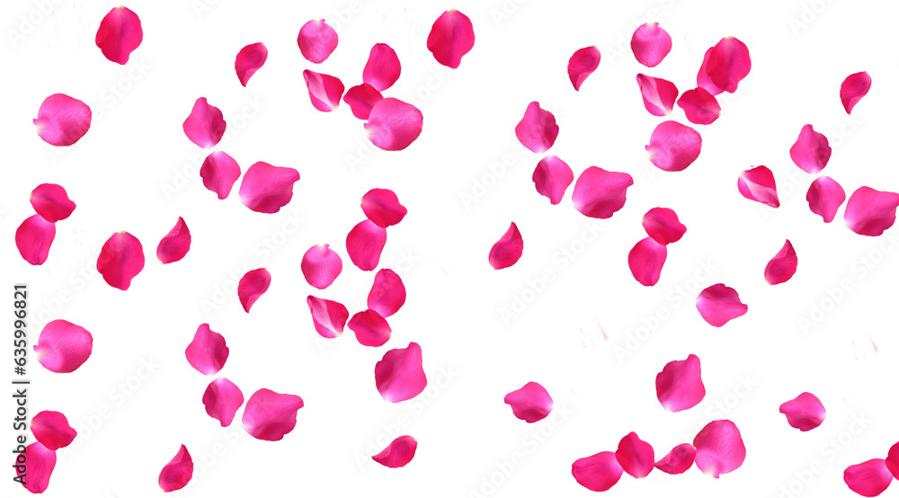 pink rose petals pink rose petals