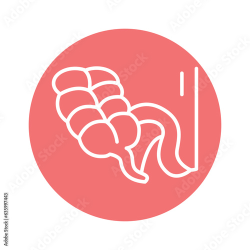 Human organ appendix line icon. Isolated vector element.