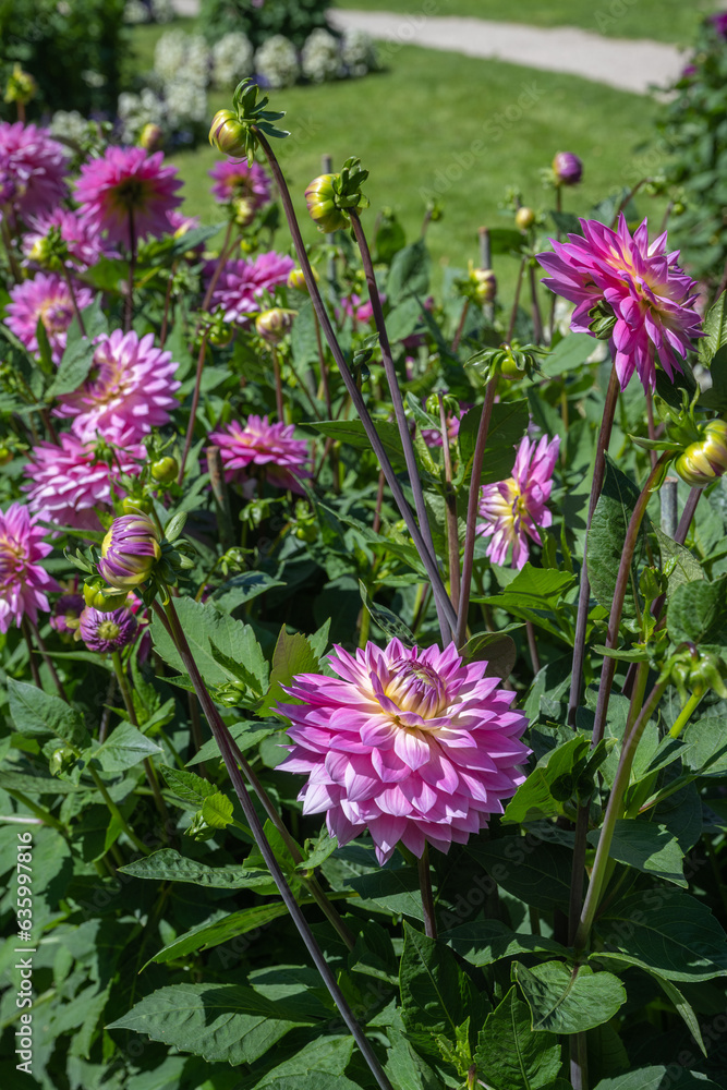 The dahlia (name, Miss delilah) in the dahlia garden Baden Baden near the lichtentaler alley. Baden Baden, Baden Württemberg, Germany The dahlia (name, Miss delilah) in the dahlia garden Baden Baden near the lichtentaler alley. Baden Baden, Baden Württemberg, Germany