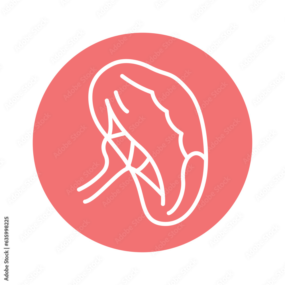Human organ spleen line icon. Isolated vector element. Human organ spleen line icon. Isolated vector element.
