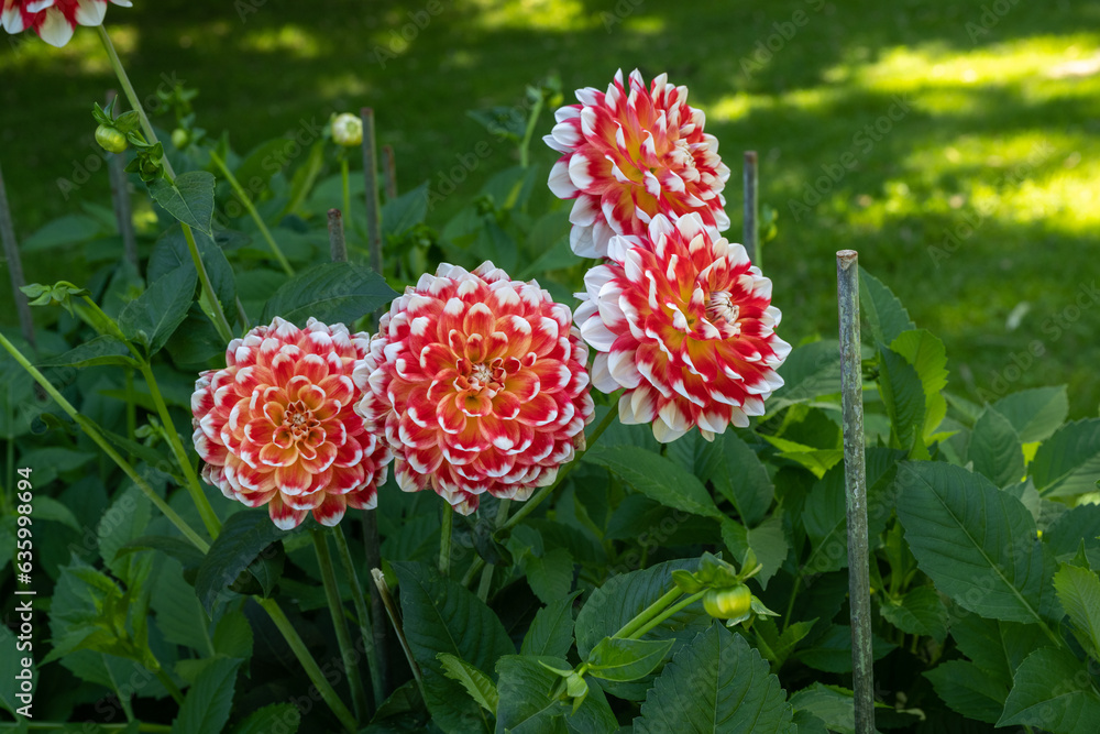The dahlia (name, Hapet Celebration) in the dahlia garden Baden Baden near the lichtentaler alley. Baden Baden, Baden Württemberg, Germany The dahlia (name, Hapet Celebration) in the dahlia garden Baden Baden near the lichtentaler alley. Baden Baden, Baden Württemberg, Germany