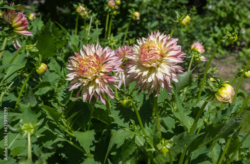 The dahlia  name  Hapet Champagne  in the dahlia garden Baden Baden near the lichtentaler alley. Baden-Baden  Baden W  rttemberg  Germany.