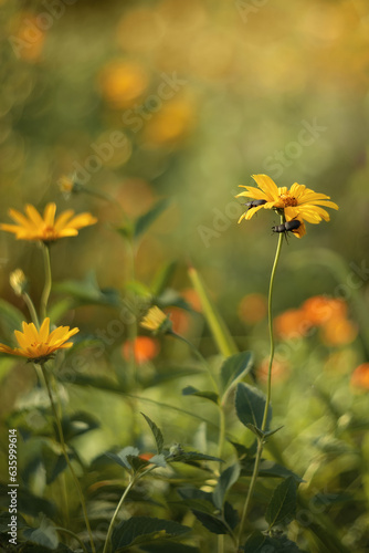 Photo of beetles on yellow flowers.