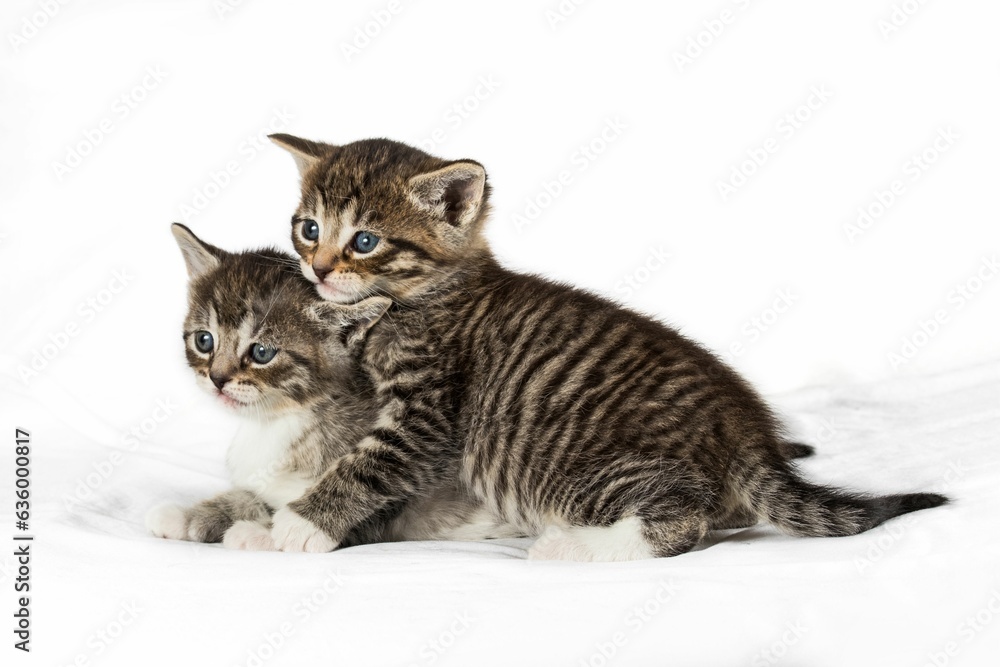 Adorable kittens happily playing together on a pure white background Adorable kittens happily playing together on a pure white background