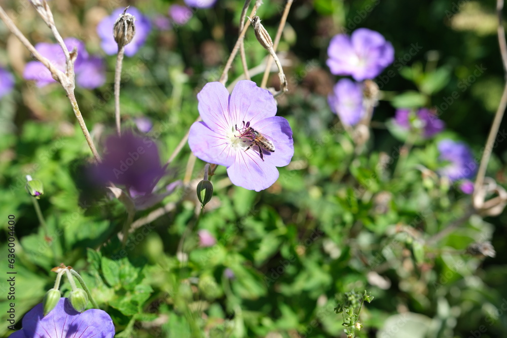 Close up of bee pollinating geranium rozanne