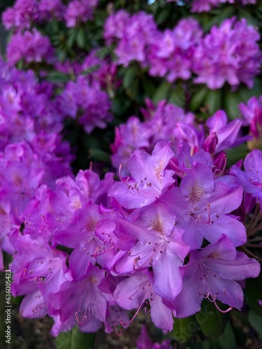 Lush field of vibrant purple spring flowers is displayed