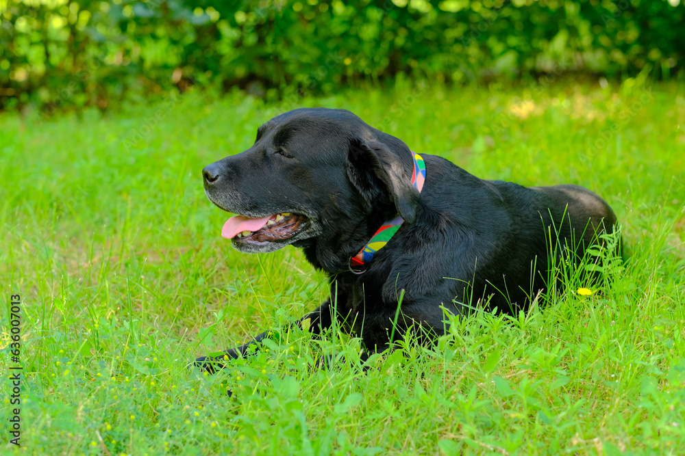 Happy labrador dog lies with his tongue hanging out in the grass in summer