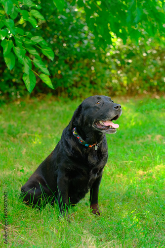 Happy labrador dog sitting with tongue hanging out in the grass in summer