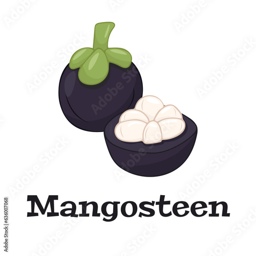 Mangosteen design with isolated whole and halved sweet tropical fruit. Exotic vegan food in flat detailed vector style.