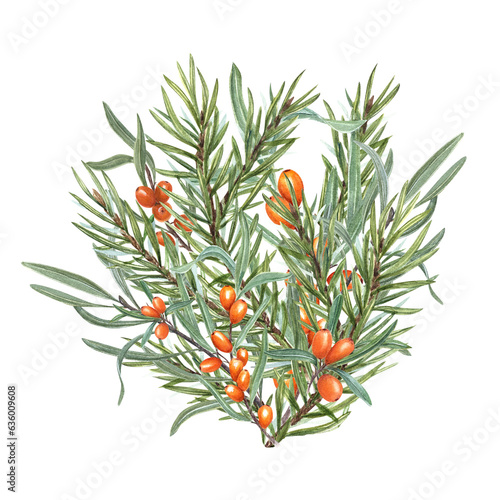 Spruce Branches and Juicy Sea Buckthorn. Winter watercolor illustration isolated on white background. For the design of invitation, greetings, advertising posters, New Year cards