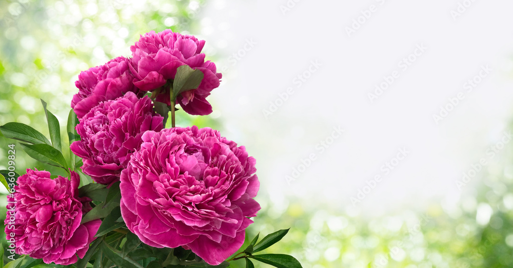 A bouquet of five fuchsia color peonies isolated on a blurred background of a lush garden.