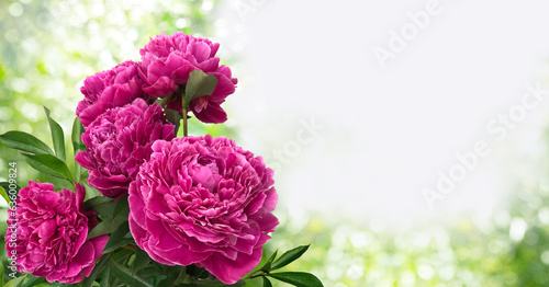 A bouquet of five fuchsia color peonies isolated on a blurred background of a lush garden.