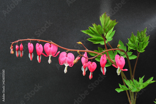 pink bleeding heart flower on black background in backyard garden