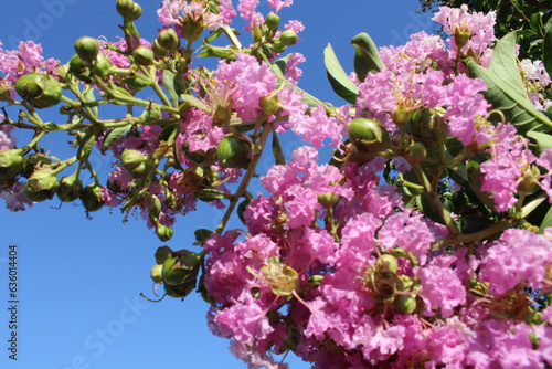 Fototapeta Naklejka Na Ścianę i Meble -  a bundle of pink flowers in a tree in the summer 