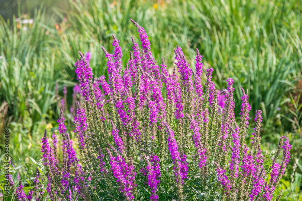 Obraz premium Summer Flowering Purple Loosestrife, Lythrum tomentosum on a green blured background.