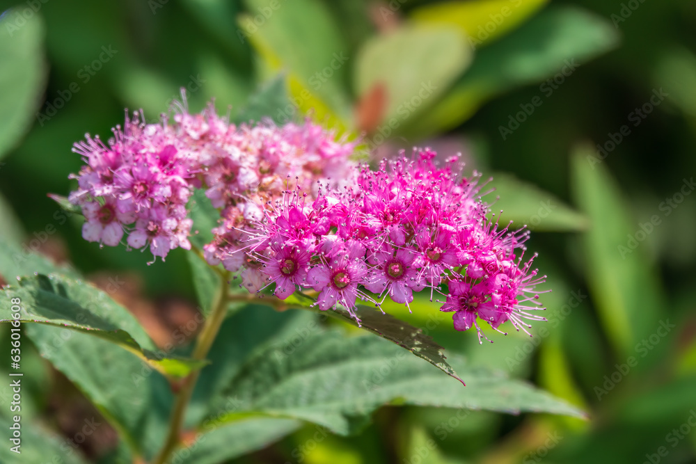 Flowers of Spiraea japonica double play pink, the Japanese meadowsweet, Japanese spiraea or Korean spiraea. It is a plant in the family Rosaceae. Flowers of Spiraea japonica double play pink, the Japanese meadowsweet, Japanese spiraea or Korean spiraea. It is a plant in the family Rosaceae.