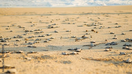 Baby sea turtles crawling to sea