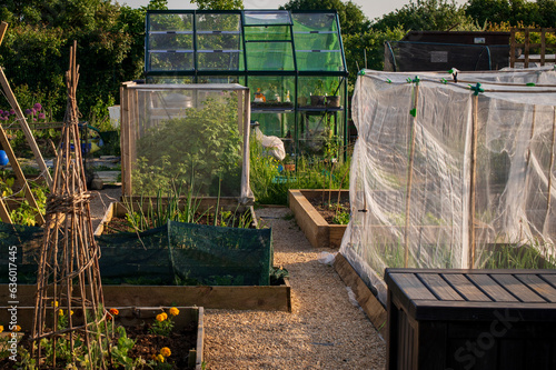Garden and allotment, Nature  photo