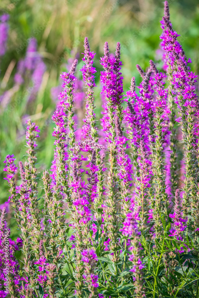 Fototapeta premium Summer Flowering Purple Loosestrife, Lythrum tomentosum on a green blured background.