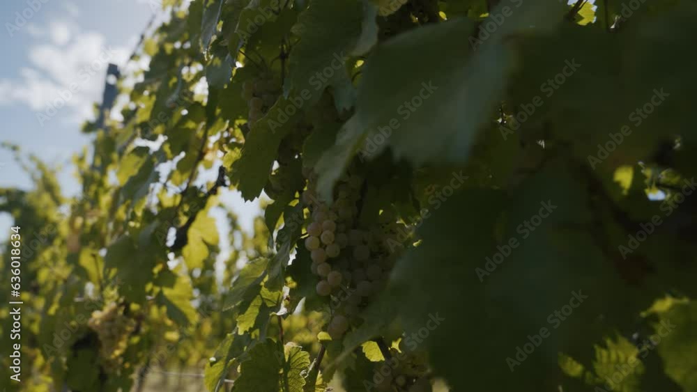 harvesting grapes in vineyards of France harvesting grapes in vineyards of France
