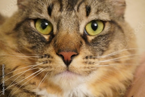 White and gray striped domestic cat looking directly into the camera with its intense yellow eyes