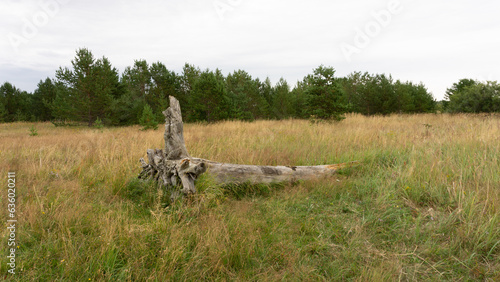 Snag, an old tree lies in a swamp in a meadow among yellow-green grass.