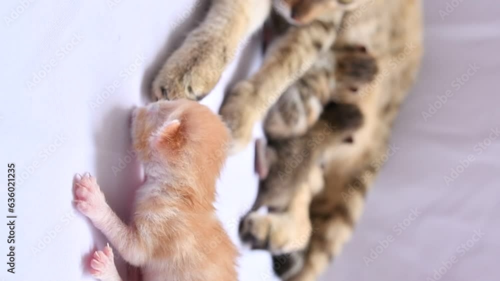 Newborn cat near a mother tabby cat feeding two adorable kittens Newborn cat near a mother tabby cat feeding two adorable kittens