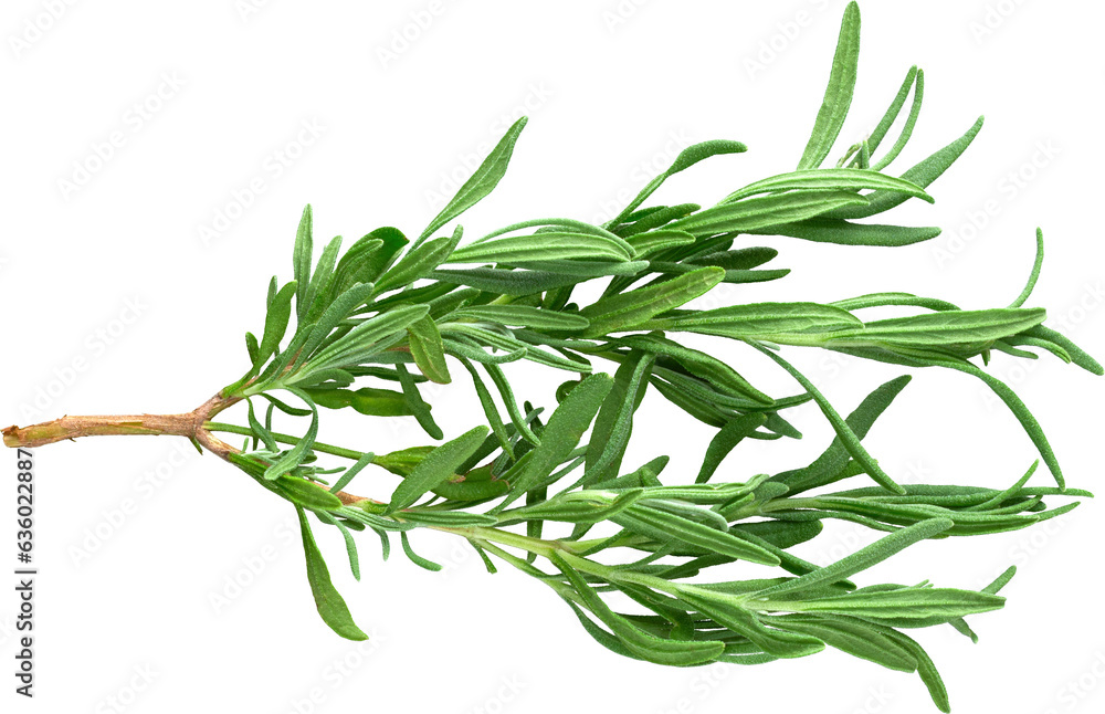 Fototapeta premium LAYER-LAB_1508176065_LC