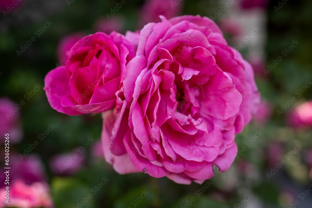 Close-up of two vibrant pink roses in full bloom, standing side by side