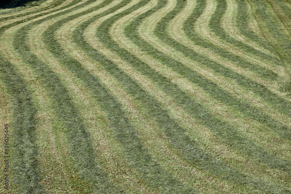 Beautiful patterned grass cutting in Italy.