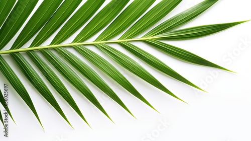 Closeup of palm leaf on white background. silhouette concept