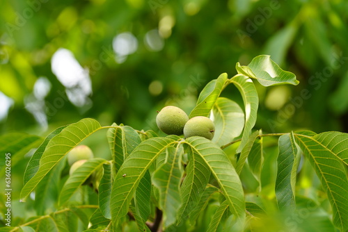 View of walnuts in a tree on green background.