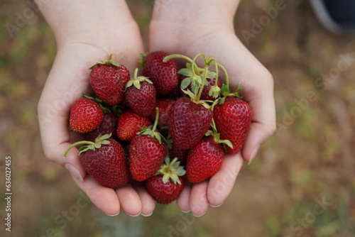 A woman holding strawberries on her hand. Close up view of strawberry.