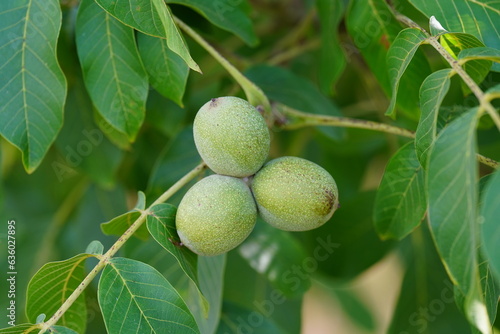 View of  walnuts in a tree on green background.